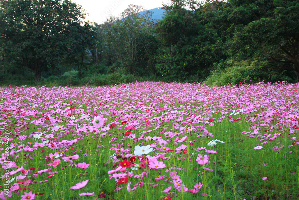 Sweet pink cosmos flowers are blooming in the outdoor garden with blurred natural background, So beautiful. Sweet pink cosmos flowers are blooming in the outdoor garden with blurred natural background, So beautiful.