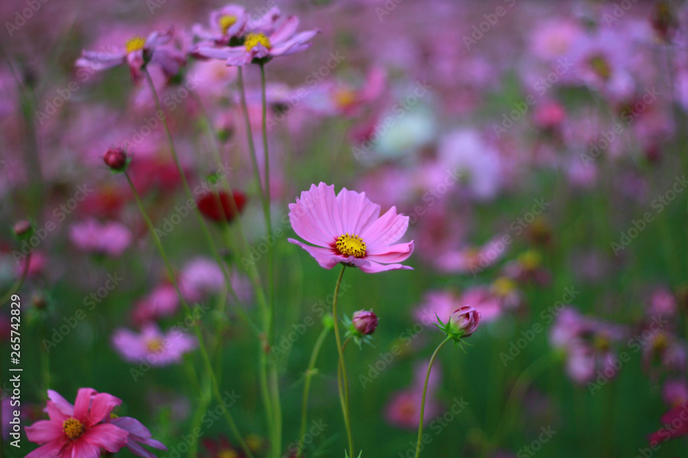 Sweet pink cosmos flowers are blooming in the outdoor garden with blurred natural background, So beautiful. Sweet pink cosmos flowers are blooming in the outdoor garden with blurred natural background, So beautiful.