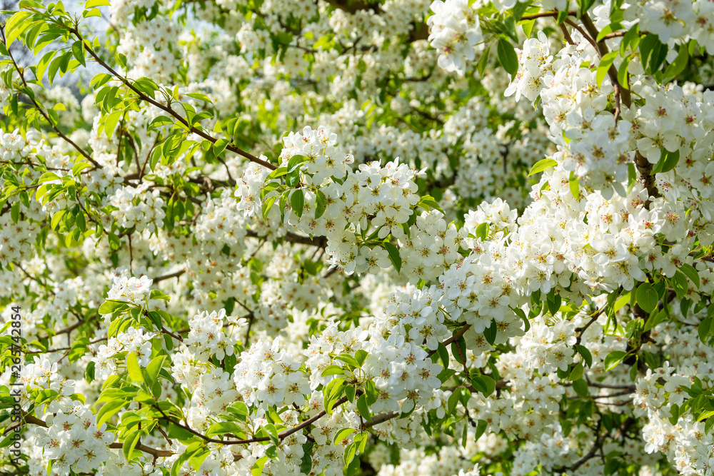 Spring floral background, white flowers of pear, blooming garden, gardening. Space for text. Copy space.