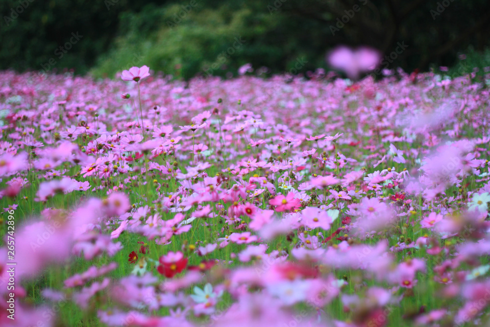 Sweet pink cosmos flowers are blooming in the outdoor garden with blurred natural background, So beautiful. Sweet pink cosmos flowers are blooming in the outdoor garden with blurred natural background, So beautiful.