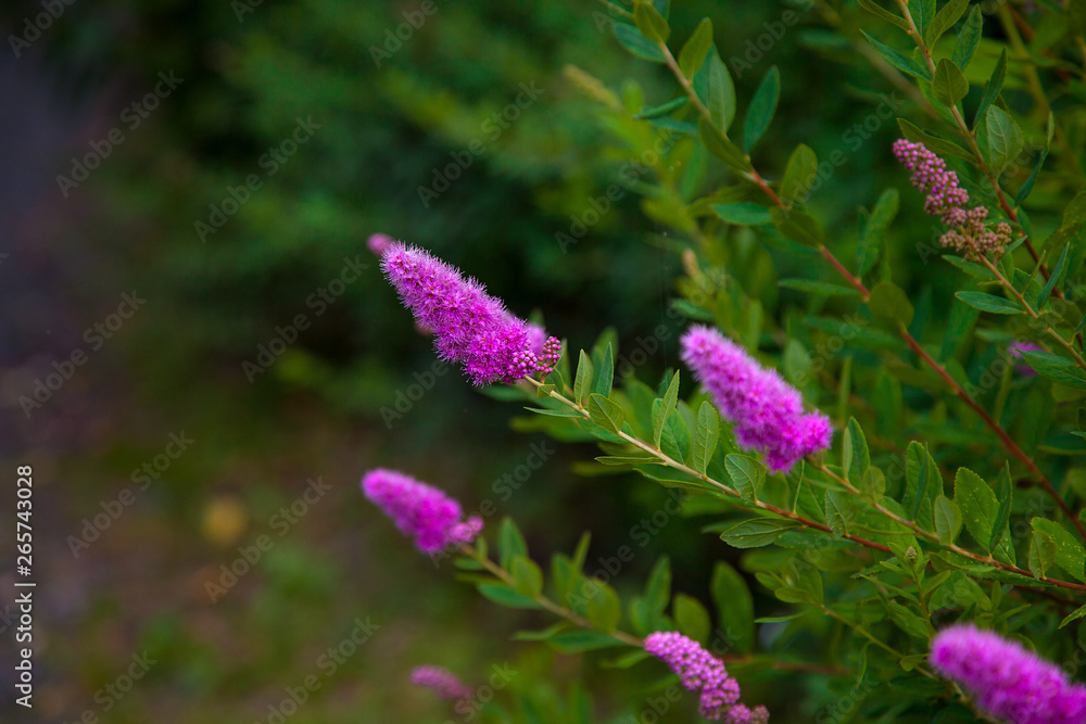 Flowering Spiraea salicifolia or willow-herb in the garden. floral background with copy space Flowering Spiraea salicifolia or willow-herb in the garden. floral background with copy space