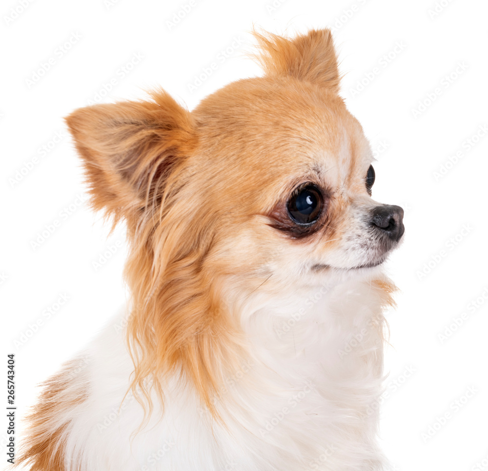 dog isolated on white background dog isolated on white background