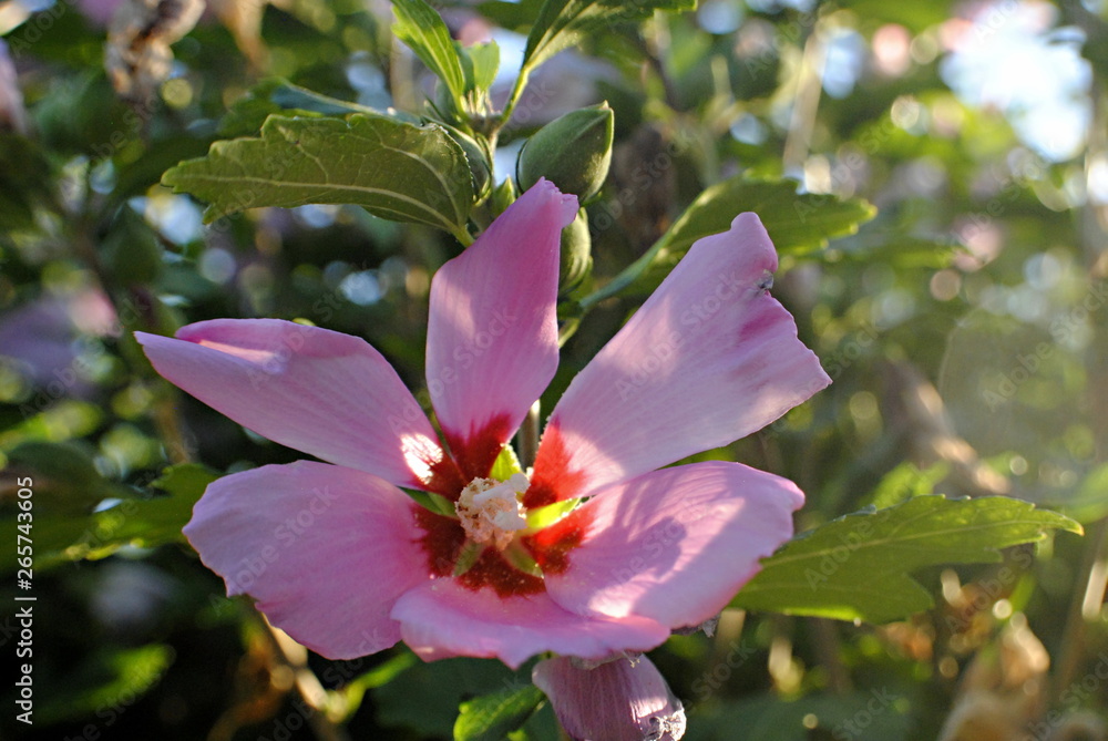 Fleur Fleur