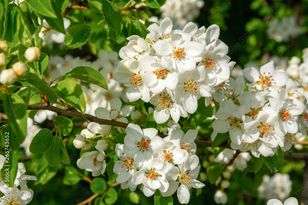 Spring floral background, white flowers of pear, blooming garden, gardening. Space for text. Copy space. Spring floral background, white flowers of pear, blooming garden, gardening. Space for text. Copy space.