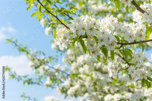 Spring floral background, white flowers of pear, blooming garden, gardening. Space for text. Copy space.
