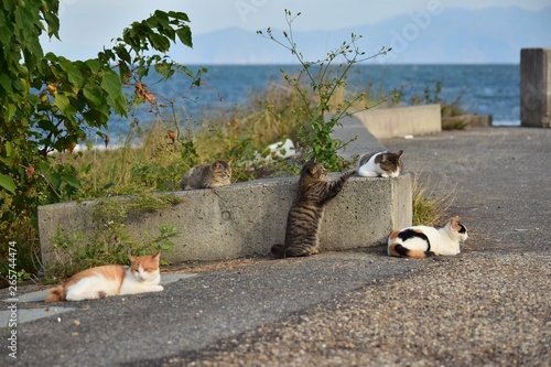 Stray cats～さくらねこにしてあげたい野良達。