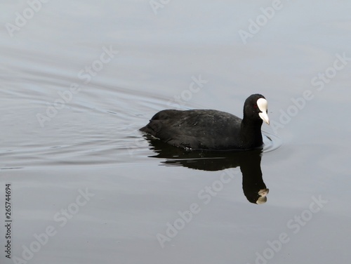 american coot swimming on a lake photo