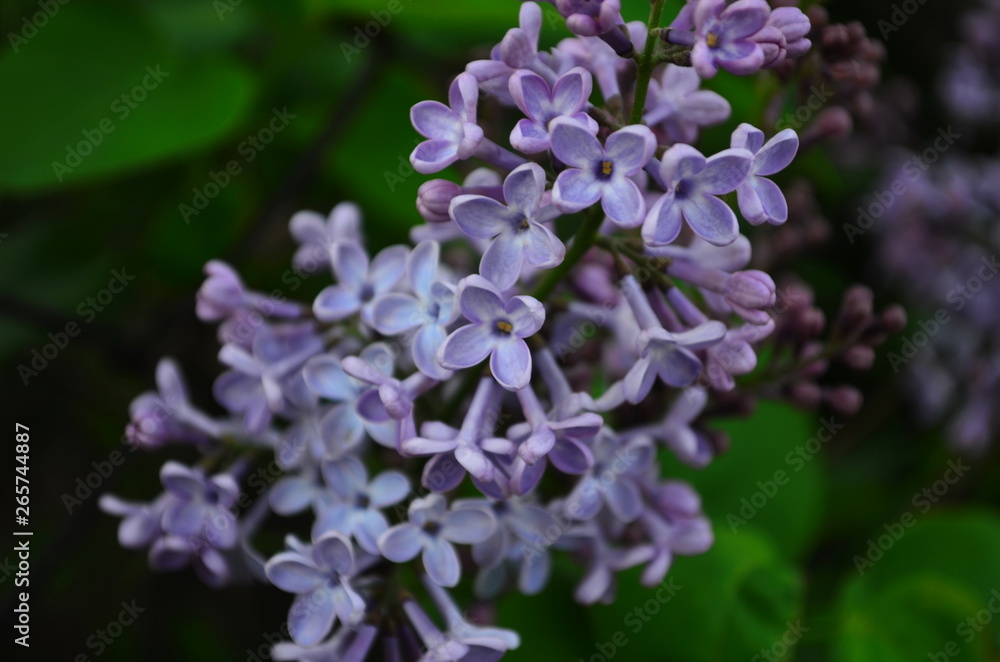 spring flowers, a lilac branch with flowers and buds on a background of green foliage spring flowers, a lilac branch with flowers and buds on a background of green foliage