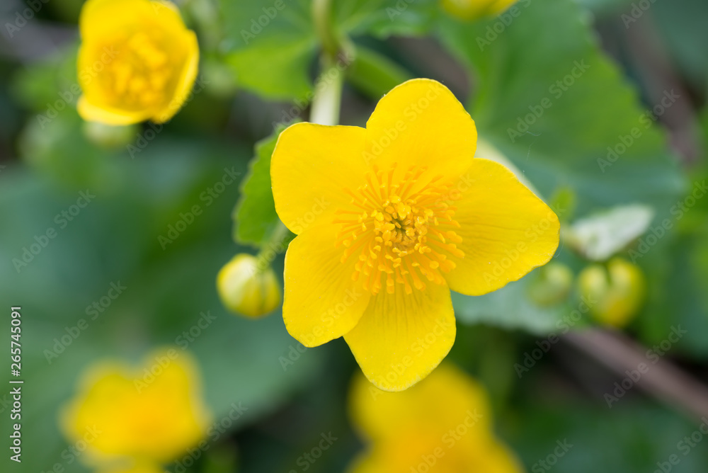 caltha palustris, marsh-marigold, kingcup yellow flowers caltha palustris, marsh-marigold, kingcup yellow flowers