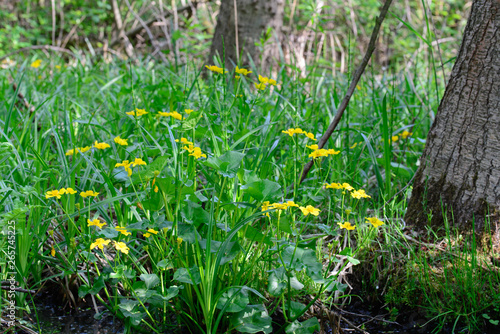 Fototapeta Naklejka Na Ścianę i Meble -  caltha palustris, marsh-marigold,  kingcup yellow flowers