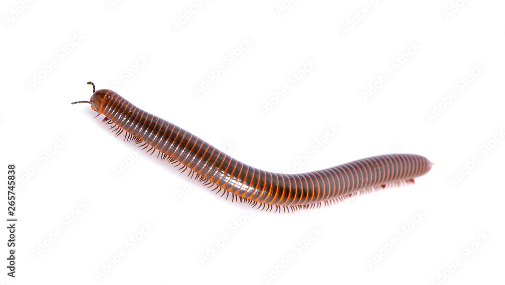 Millipede an isolated on white background
