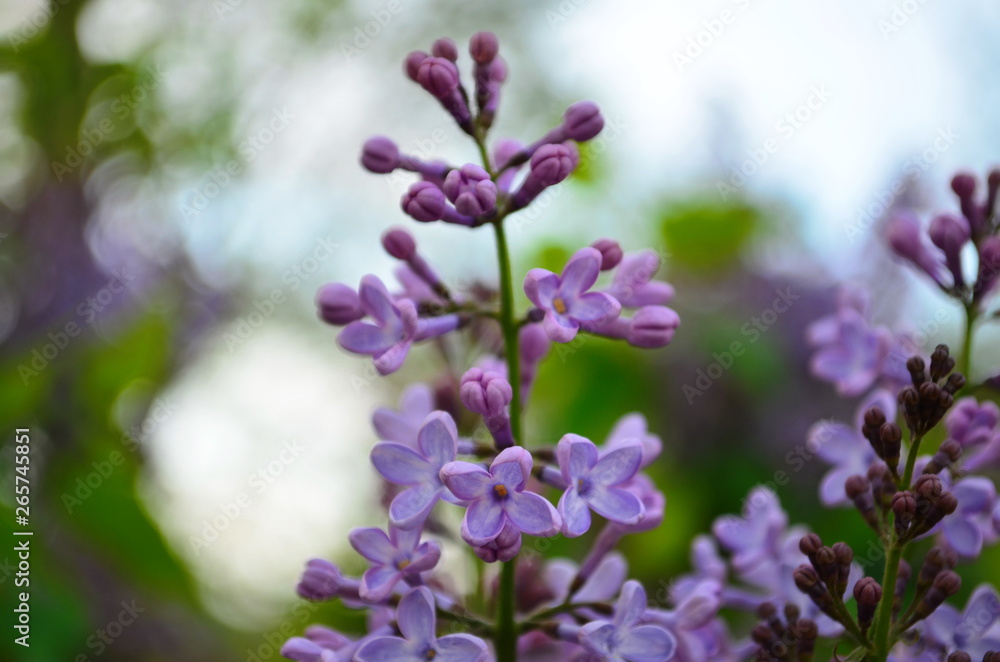 spring flowers, a lilac branch with flowers and buds on a background of green foliage spring flowers, a lilac branch with flowers and buds on a background of green foliage