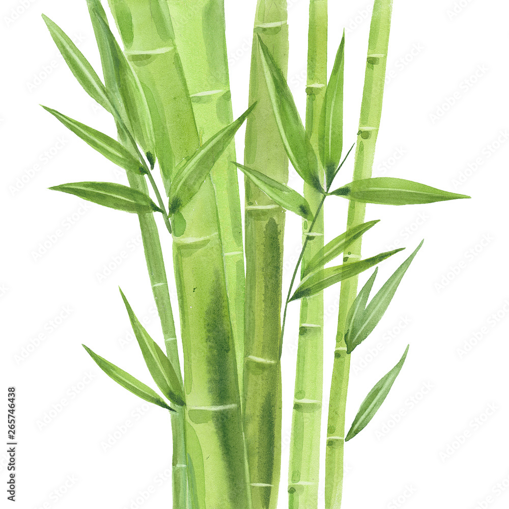 Obraz premium watercolor bamboo stalks