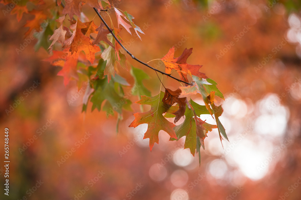 Orange autumn leaves with orange foliage background. Orange autumn leaves with orange foliage background.