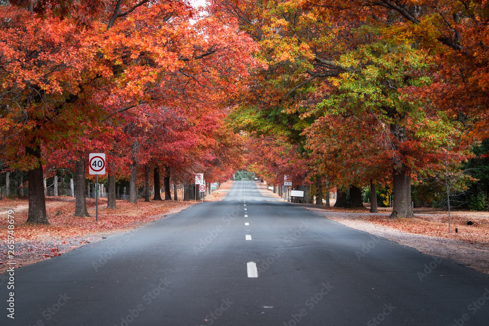 Naklejka premium Empty road view with line of autumn trees on both side. Mount Macedon, Victoria, Australia.