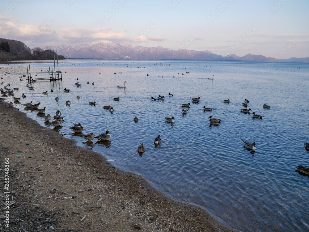 Flocks of teal walk by the lake in winter.