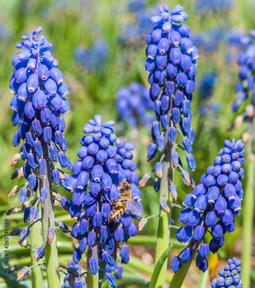 Bee and Purple Blue Grape Hyacinth Flowers in Spring in Latvia May 2019