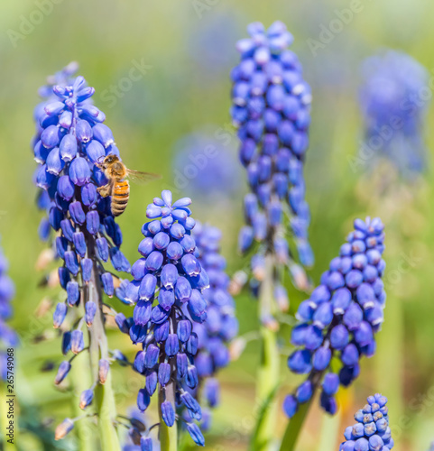 Bee and Purple Blue Grape Hyacinth Flowers in Spring in Latvia May 2019