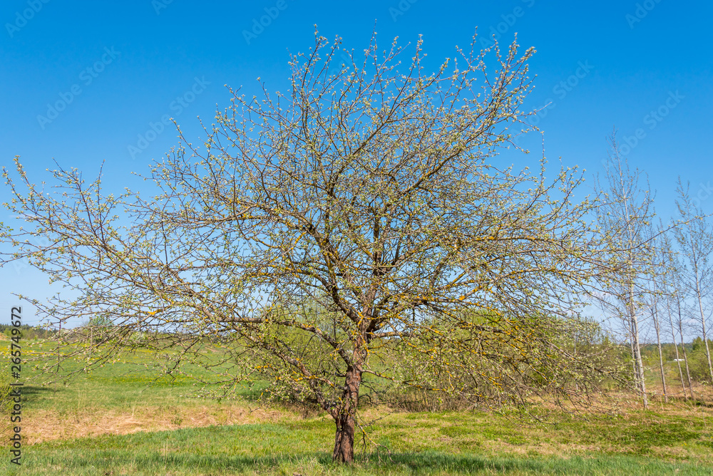 Single Tree in a Meadow in Spring in Latvia