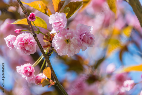 Japanese Pink Cherry Blossoms Blooming in Riga, Latvia in Spring