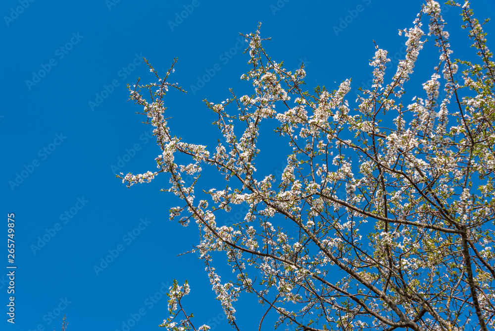 White Plum Tree Blossoms Blooming on a Spring Day in Latvia