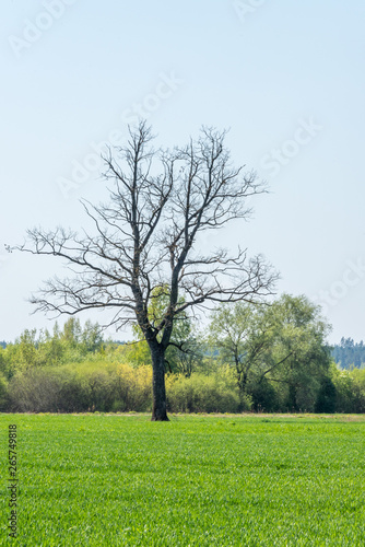 Single Large Bare Tree in a Green Meadow in Latvia