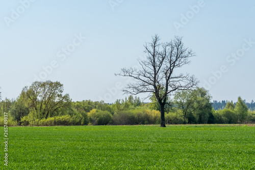 Single Large Bare Tree in a Green Meadow in Latvia
