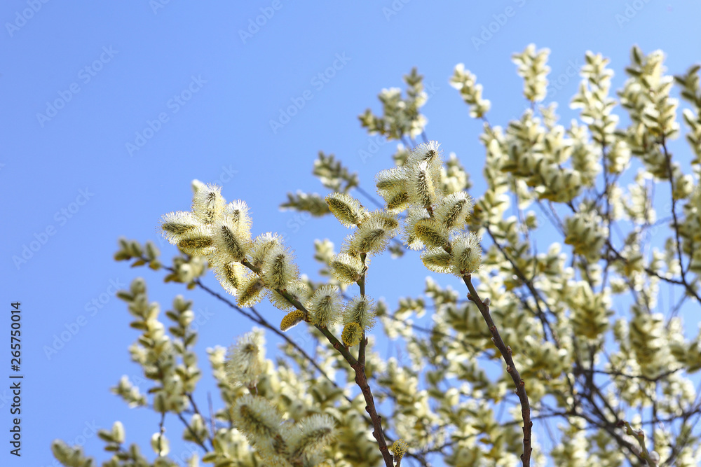 branches of willow with fluffy yellow earrings with butterflies and bees on the background of blue sky in the sunny, spring day. Easter festive mood branches of willow with fluffy yellow earrings with butterflies and bees on the background of blue sky in the sunny, spring day. Easter festive mood