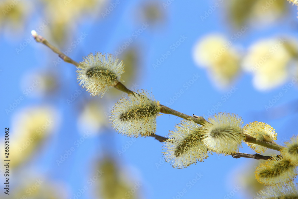 branches of willow with fluffy yellow earrings with butterflies and bees on the background of blue sky in the sunny, spring day. Easter festive mood branches of willow with fluffy yellow earrings with butterflies and bees on the background of blue sky in the sunny, spring day. Easter festive mood