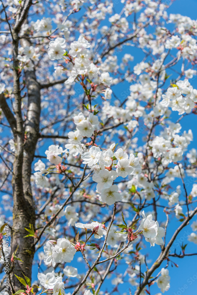 White Cherry Blossoms Blooming on a Tree in Riga, Latvia in Spring White Cherry Blossoms Blooming on a Tree in Riga, Latvia in Spring