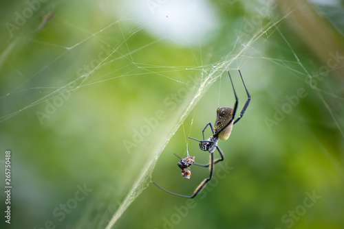 Closeup of spider in web with prey