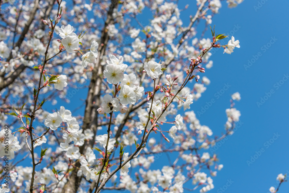 White Cherry Blossoms Blooming on a Tree in Riga, Latvia in Spring White Cherry Blossoms Blooming on a Tree in Riga, Latvia in Spring