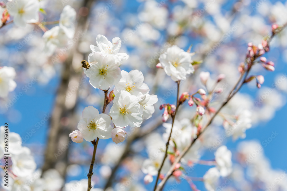 White Cherry Blossoms Blooming on a Tree in Riga, Latvia in Spring White Cherry Blossoms Blooming on a Tree in Riga, Latvia in Spring