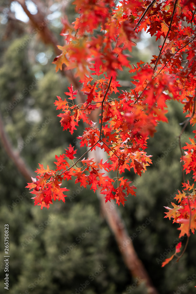 Red autumn leaves with green blurred background. Red autumn leaves with green blurred background.