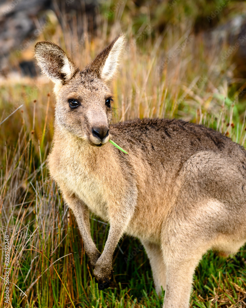 kangaroo eating some grass kangaroo eating some grass