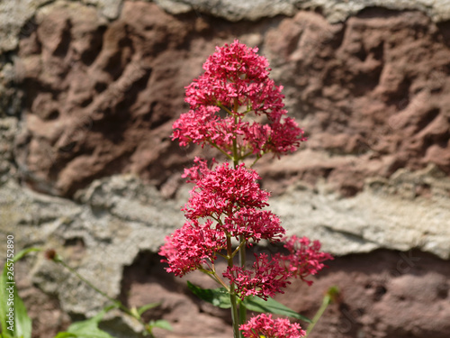 Centranthus ruber - Rote Spornblume, hübsche Blume der felsige Böden des garrigues der Provence  photo