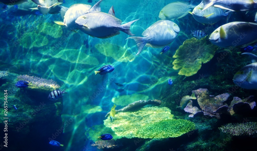 Underwater coral reef sea view