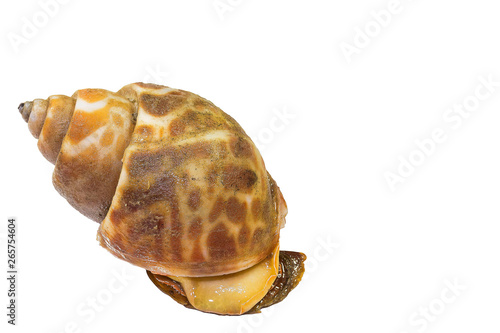 Spotted babylon Still life