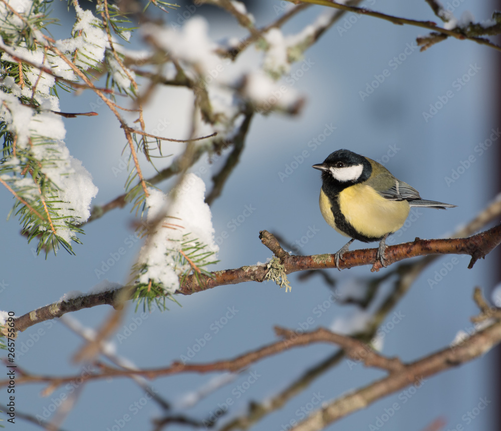Great Tit Great Tit