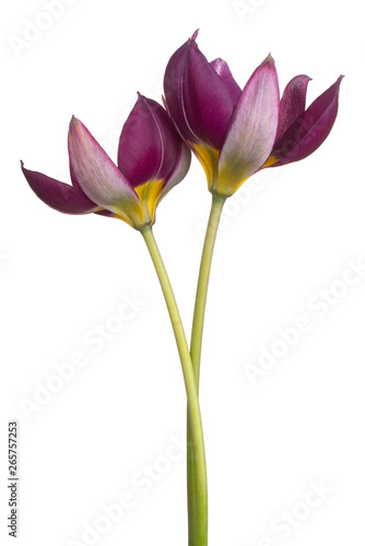 tulip flower isolated © _Vilor