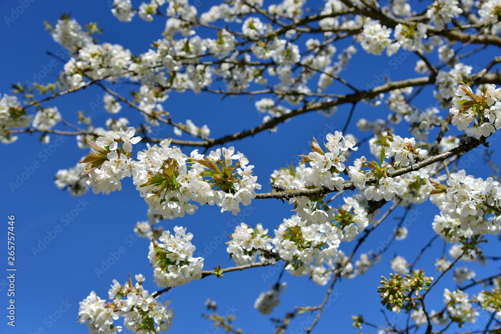 Kirschblütenzweig auf blauem Himmel im Frühling Banner Kirschblütenzweig auf blauem Himmel im Frühling Banner