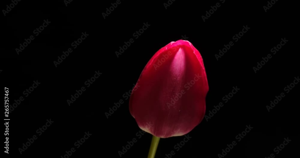 Timelapse of red tulip flower blooming on black background, Timelapse of red tulip flower blooming on black background,