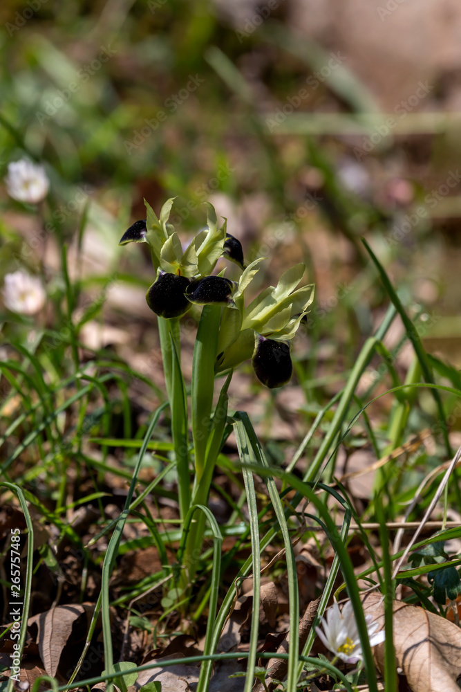The wild iris (Iris tuberosa) with yellow flowers grows in its natural habitat. The wild iris (Iris tuberosa) with yellow flowers grows in its natural habitat.