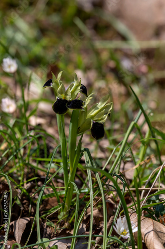 The wild iris (Iris tuberosa) with yellow flowers grows in its natural habitat.