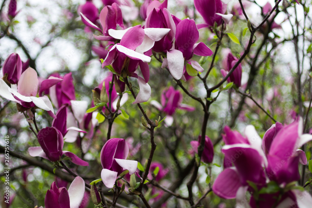 Obraz premium Natural background concept: pink magnolia flowers on tree branches, there are raindrops on the petals