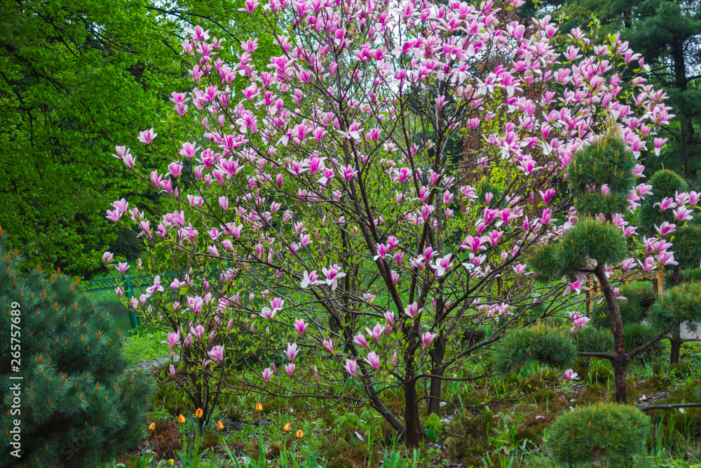 Magnolia tree with pink and white petals
