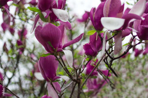 Natural background concept: pink magnolia flowers on tree branches,  there are raindrops on the petals