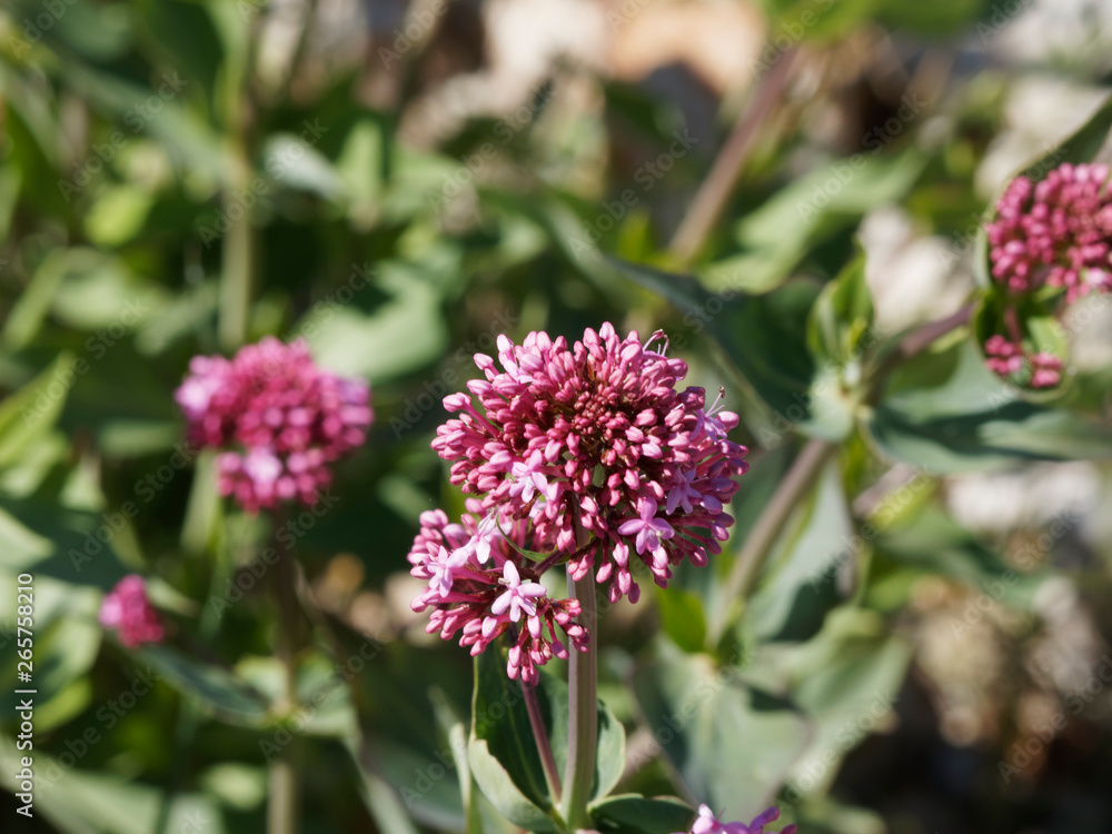 Centranthus ruber - Red valerian - Spur valerian or fox's brush, beautiful flowers of rocky soils of Provence scrubland Centranthus ruber - Red valerian - Spur valerian or fox's brush, beautiful flowers of rocky soils of Provence scrubland