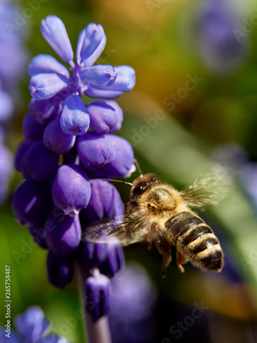 Bee flying to a flower