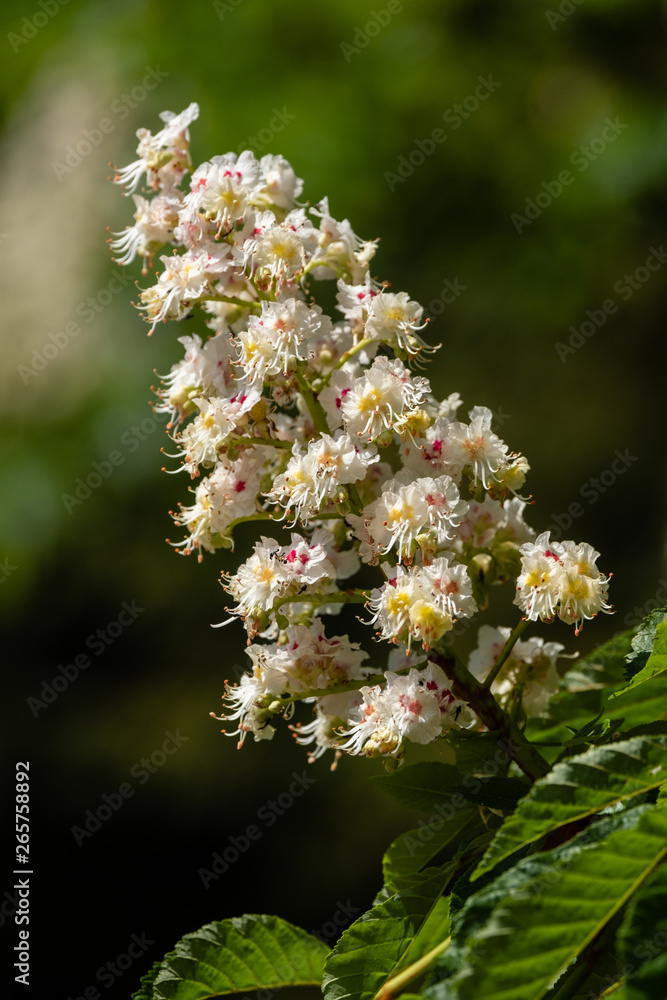 Fleurs de marronnier Fleurs de marronnier